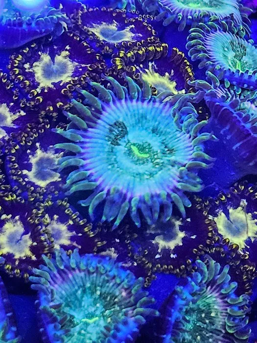 Supreme Reefs Picture 9