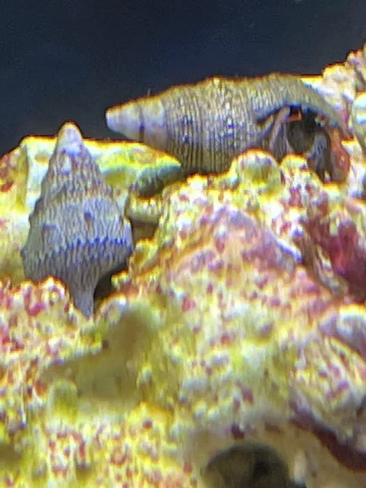 Supreme Reefs Picture 8