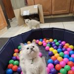 Ragdolls On CabbageHill