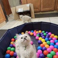 Ragdolls On CabbageHill ico