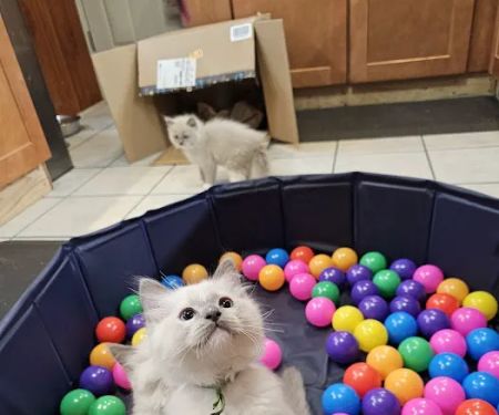 Ragdolls On CabbageHill