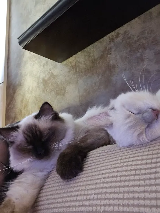 Ragdolls On CabbageHill Picture 6
