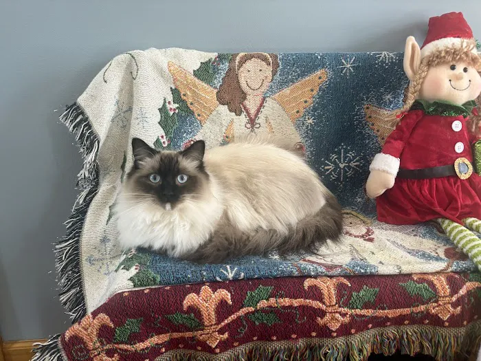 Ragdolls On CabbageHill Picture 7