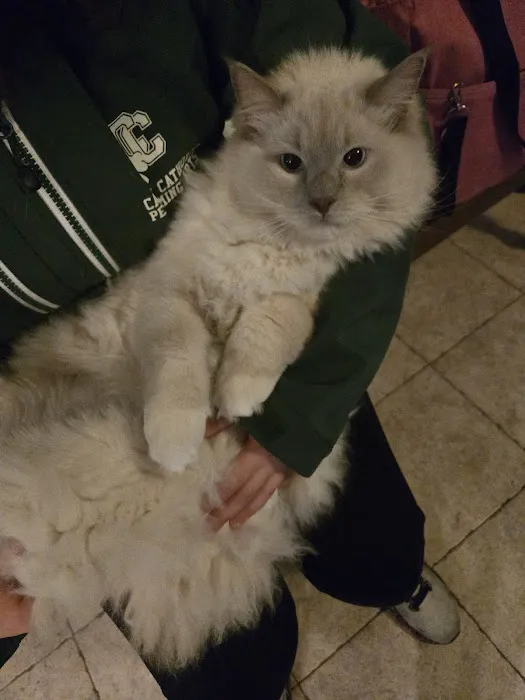 Ragdolls On CabbageHill Picture 8
