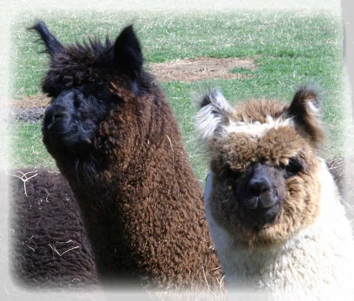 Stone Meadow Alpacas Picture 1