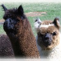 Stone Meadow Alpacas ico