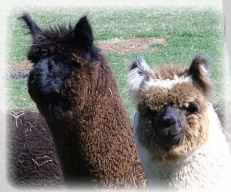 Stone Meadow Alpacas
