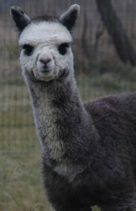 Stone Meadow Alpacas Picture 2