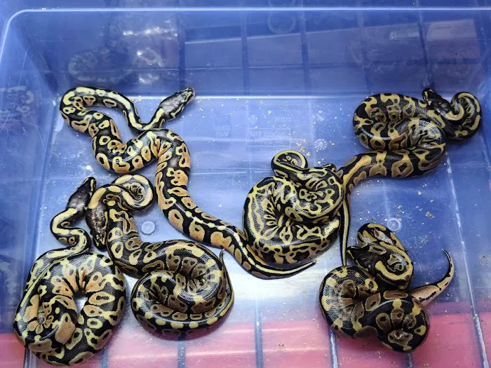 Appalachian Reptiles & Aquatics Picture 4