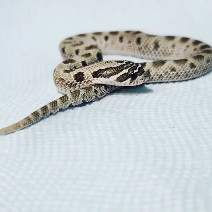 Appalachian Reptiles & Aquatics Picture 8