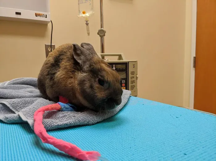 Chadwell Animal Hospital Picture 4
