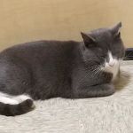 Banfield Pet Hospital