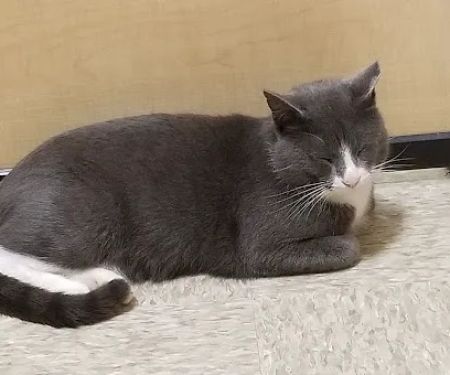 Banfield Pet Hospital