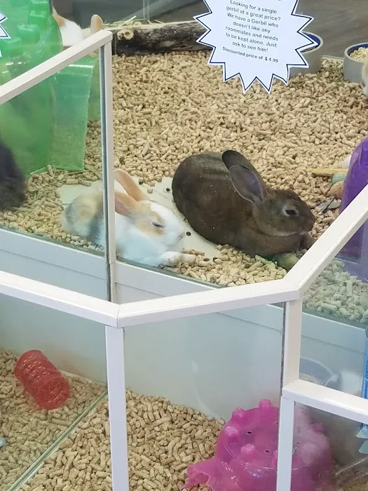 The Pet Store Picture 2