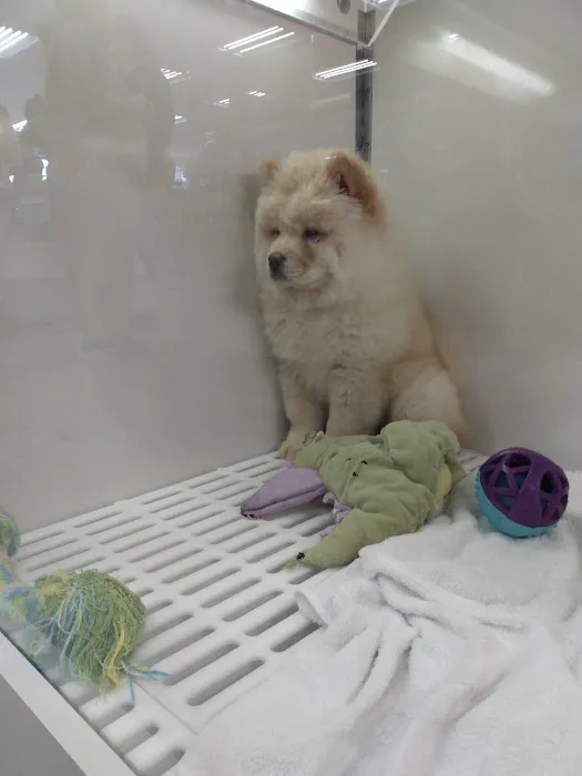 The Pet Store Picture 6