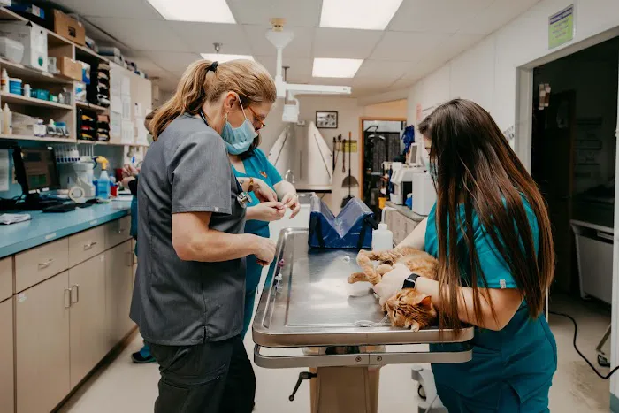 Festival Veterinary Clinic Picture 3