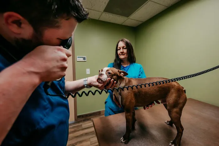 Festival Veterinary Clinic Picture 4