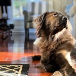 Galena Animal Medical Clinic