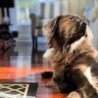 Galena Animal Medical Clinic ico