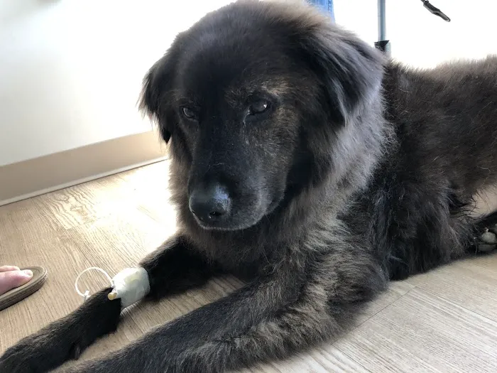 Galena Animal Medical Clinic Picture 7