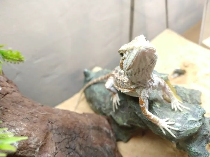 Jurassic Feeders & Beastly Exotics Picture 3