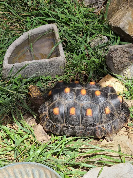 Jurassic Feeders & Beastly Exotics Picture 5