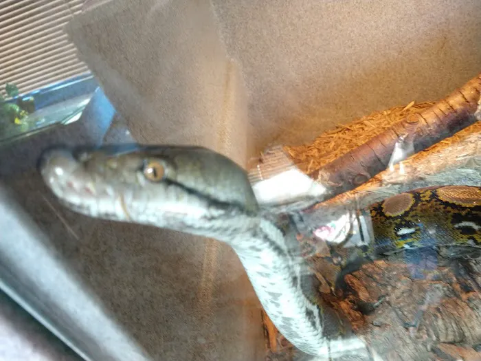 Jurassic Feeders & Beastly Exotics Picture 7