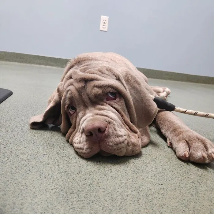 MONTEVALLO SKY'S L.L.C. PET BREEDER Picture 3