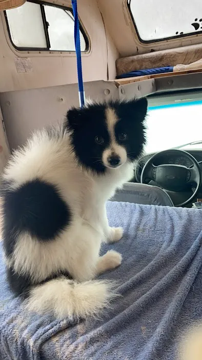 Bianas Pet Mobile Picture 4
