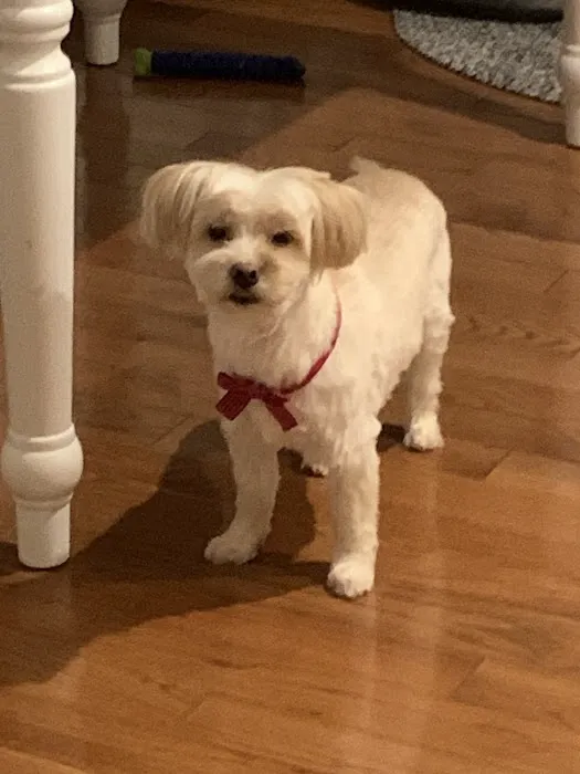 Bianas Pet Mobile Picture 5