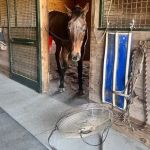 Kent Veterinary Center