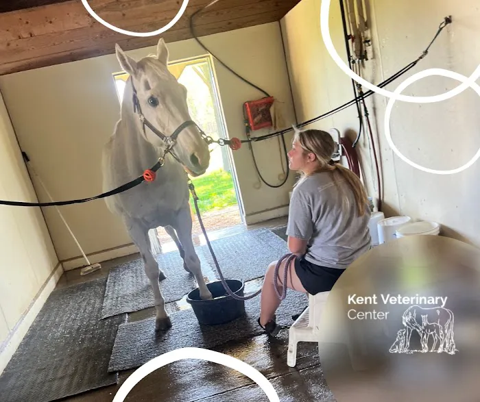 Kent Veterinary Center Picture 5