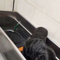 Petco ico