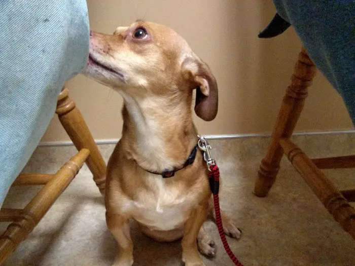 White Oaks Veterinary Hospital Picture 1
