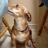 White Oaks Veterinary Hospital ico