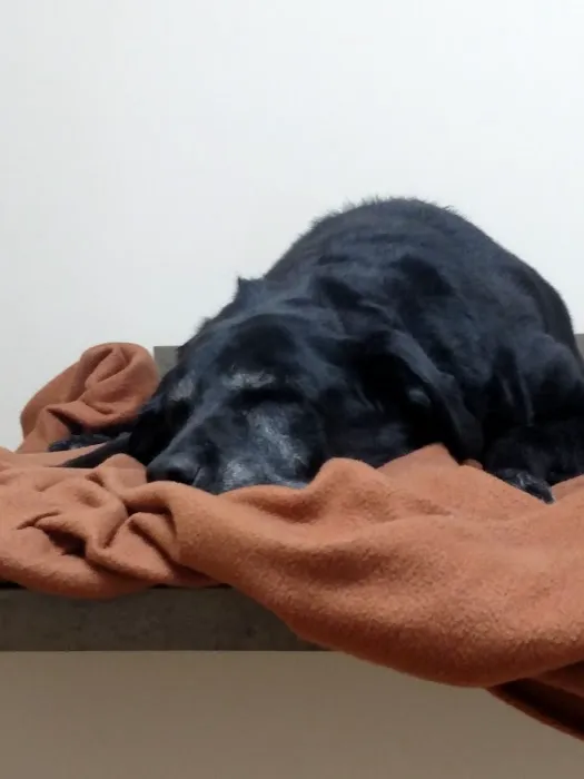 White Oaks Veterinary Hospital Picture 7