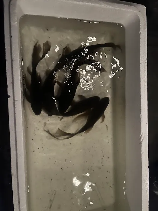 Kens Fish Rescue Picture 1