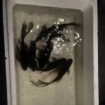 Kens Fish Rescue