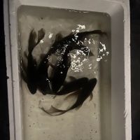 Kens Fish Rescue ico
