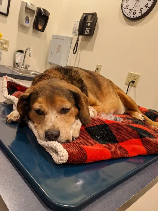 Pet Emergency Treatment and Specialties Picture 1