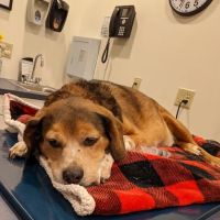 Pet Emergency Treatment and Specialties ico