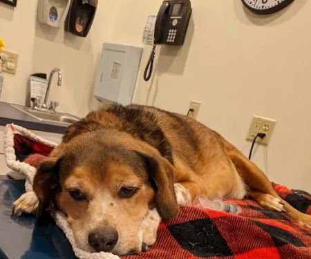 Pet Emergency Treatment and Specialties
