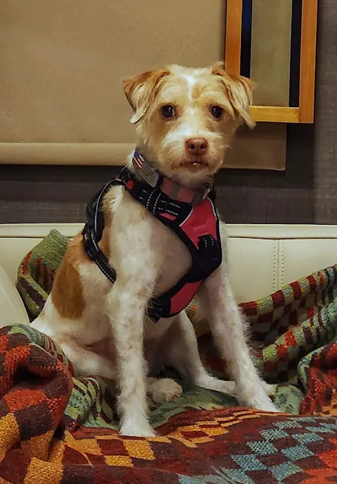 Pet Emergency Treatment and Specialties Picture 3