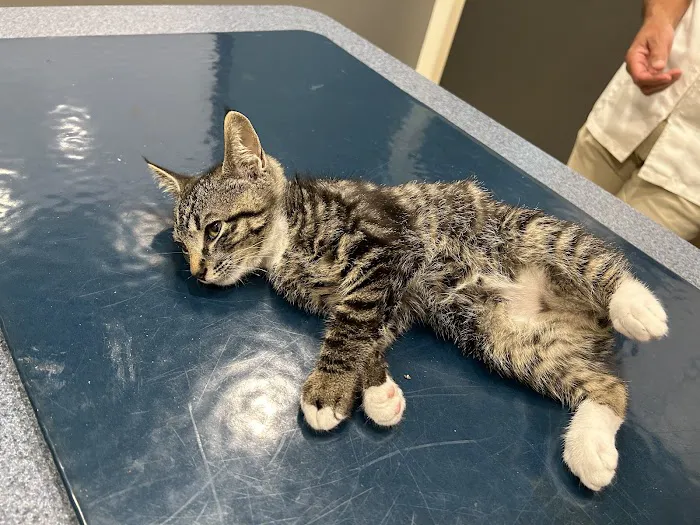 Pet Emergency Treatment and Specialties Picture 6