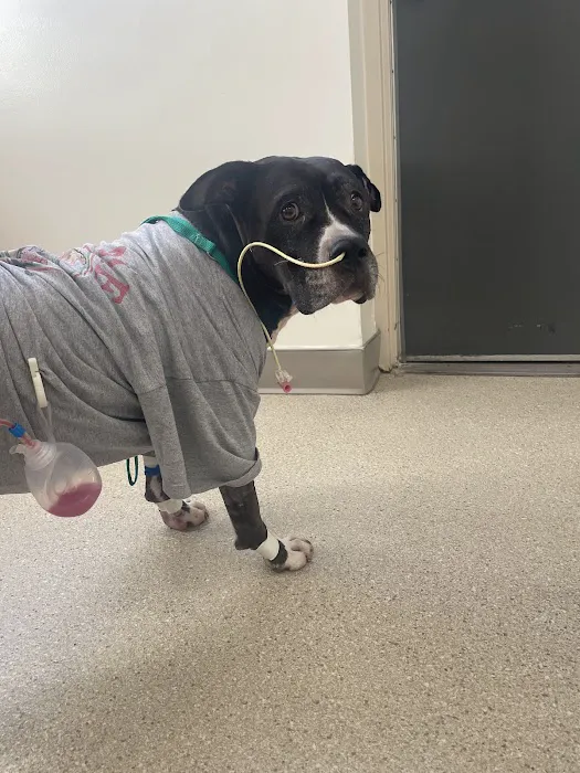 Pet Emergency Treatment and Specialties Picture 9