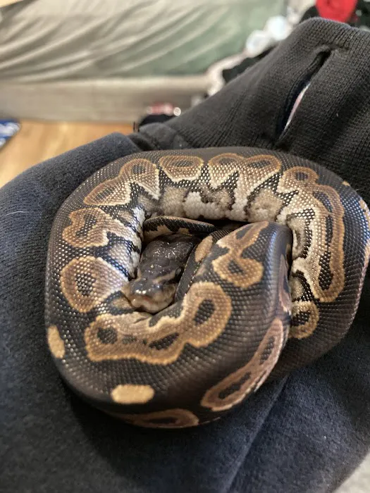 CV Exotics Picture 4