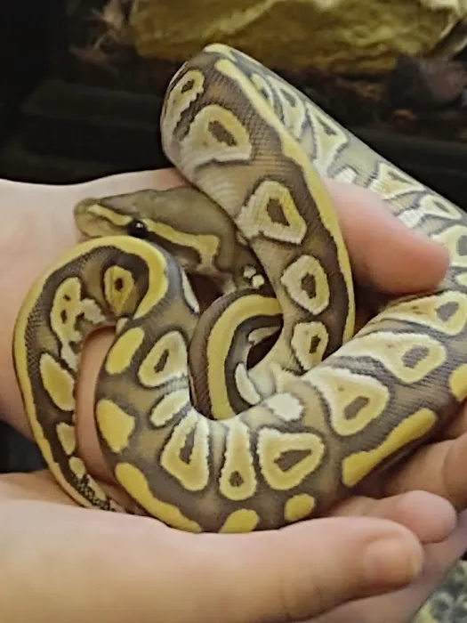 CV Exotics Picture 5