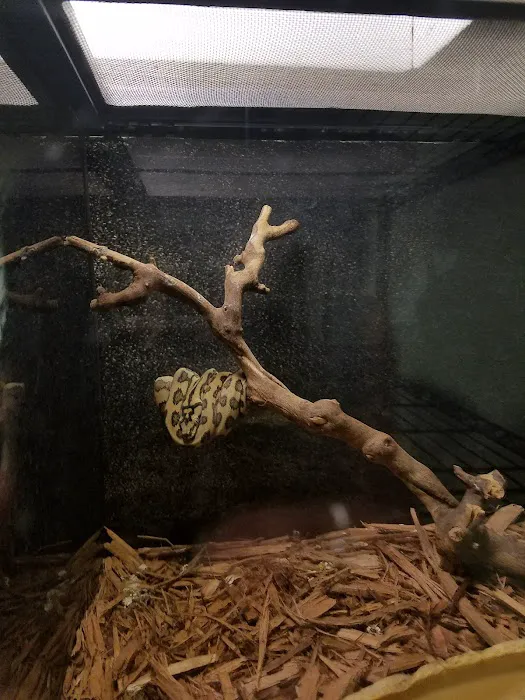 CV Exotics Picture 6