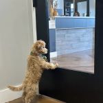 Furdunkin Veterinary Emergency Hospital