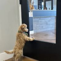 Furdunkin Veterinary Emergency Hospital ico